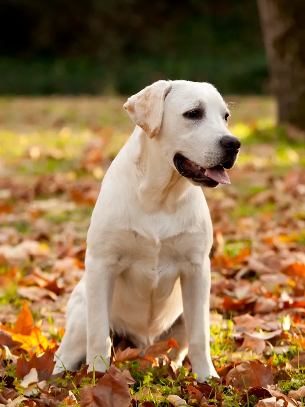 Dog in autumn leaves at a dog sitter's