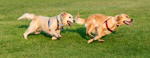 To glade hunde leger på græs